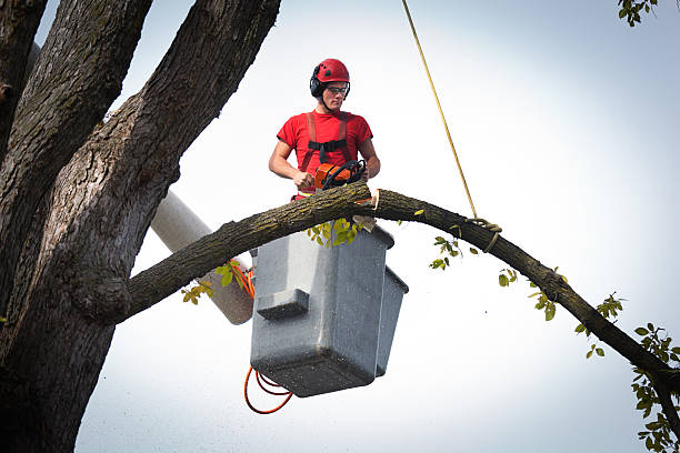 Best Tree Removal  in Brecksville, OH